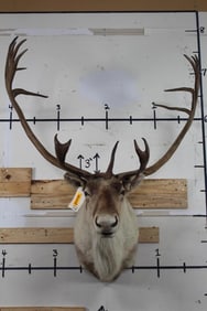 CARIBOU Shoulder Mount