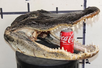 *New* Big ALLIGATOR Head