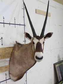 GEMSBOK Shoulder Mount