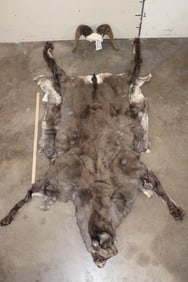 Life-sized SIBERIAN SNOW SHEEP Cape and Horns on a Skull Cap