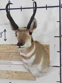 PRONGHORN Shoulder Mount