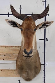 COKE'S HARTEBEEST Shoulder Mount