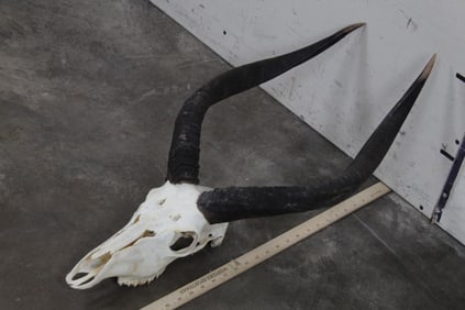 NYALA Skull with All its Teeth and Removable Horns