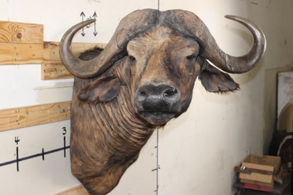 CAPE BUFFALO Shoulder Mount