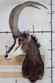 SABLE Shoulder Mount