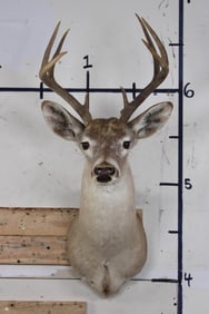8-Point WHITETAIL DEER Shoulder Mount