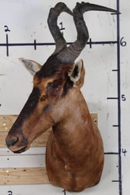 RED HARTEBEEST Shoulder Mount