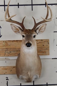 8-Point WHITETAIL DEER Shoulder Mount