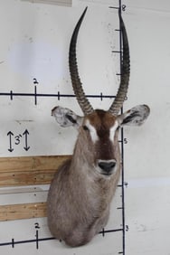 WATERBUCK Shoulder Mount