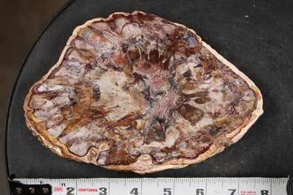 Hand Polished PETRIFIED WOOD Slice from Madagascar