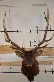 12-Point ELK Shoulder Mount