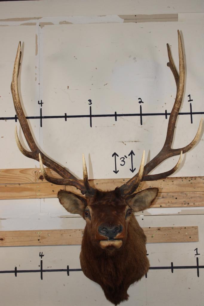 12-Point ELK Shoulder Mount (1 of 12)