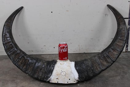 XL WATER BUFFALO Horns on a Skull Cap