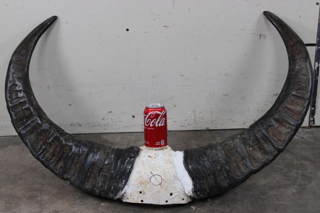 XL WATER BUFFALO Horns on a Skull Cap (1 of 8)