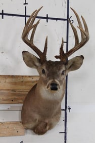 12-Point WHITETAIL DEER Shoulder Mount