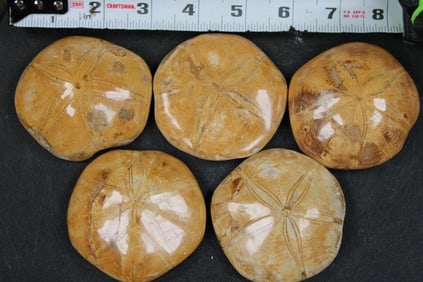 5 SEA URCHIN Fossils (ONE$)