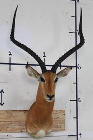 IMPALA Shoulder Mount with Big Horns