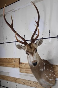AXIS DEER Shoulder Mount