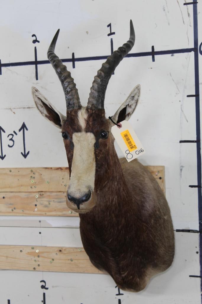 BLESBOK Shoulder Mount (1 of 11)