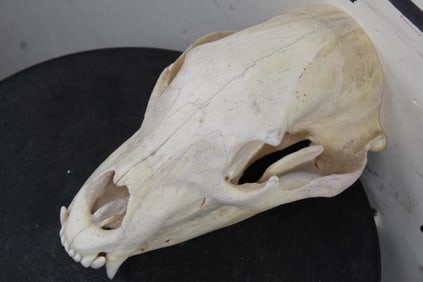 3/4 BLACK BEAR Skull with All its Teeth
