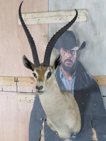GRANT'S GAZELLE Shoulder Mount