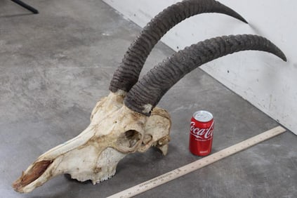 ROAN Skull