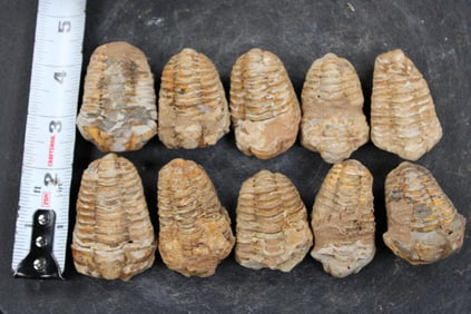 10 TRILOBITE Fossils From Morocco (ONE$)