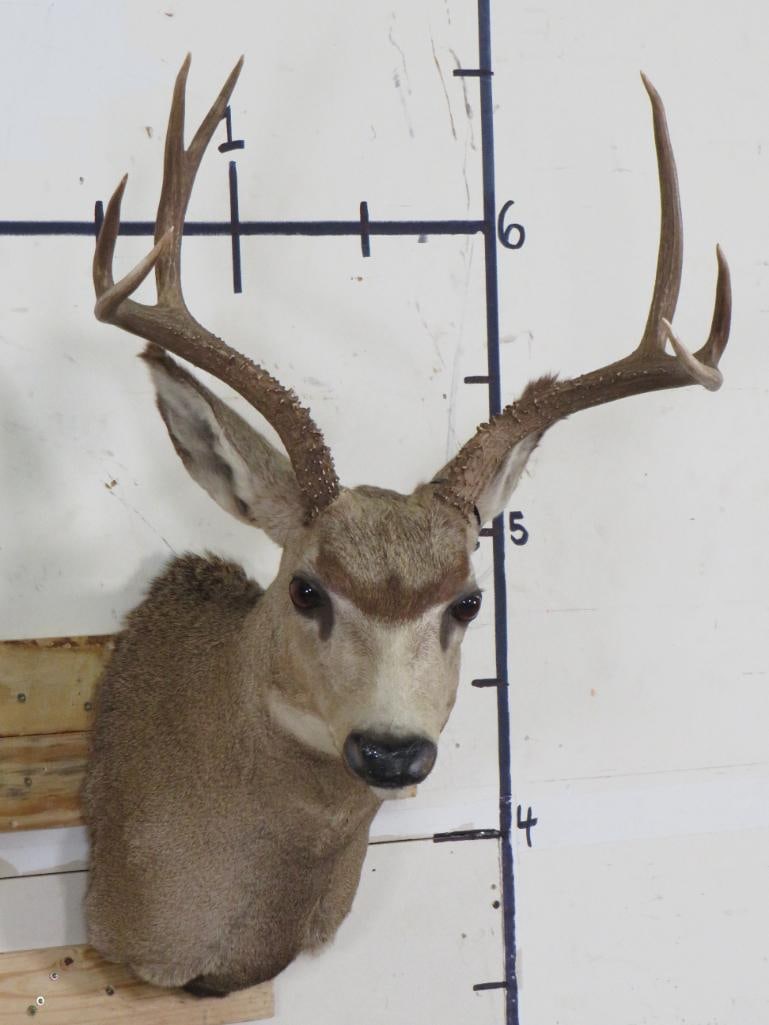 MULE DEER Shoulder Mount with 7-Points (1 of 11)