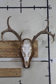 8-Point WHITETAIL DEER Skull on a Wooden Plaque