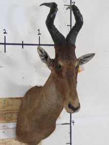 RED HARTEBEEST Shoulder Mount