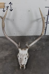 8-Point ELK Skull with a 30" Spread