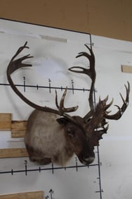 CARIBOU Shoulder Mount