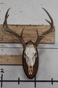 8-Point WHITETAIL DEER Skull on Wooden Plaque