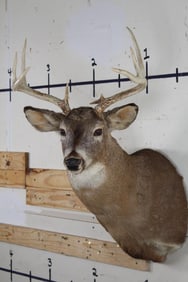 9-Point WHITETAIL DEER Shoulder Mount