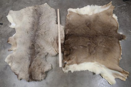2 Back Hides. 1 MULE DEER and 1 WHITETAIL DEER Back Hide (ONE$)
