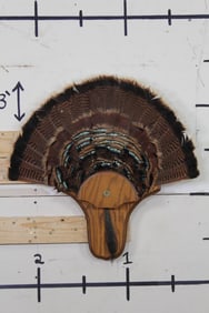 TURKEY Tail Fan with Beard on a Wood Plaque