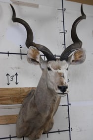Big KUDU Shoulder Mount