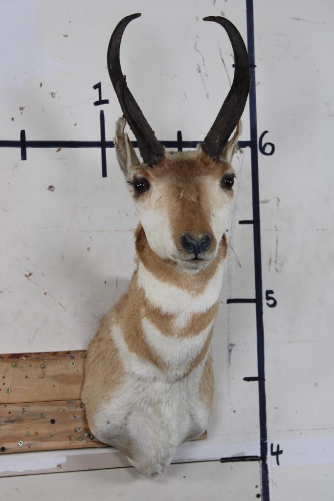 PRONGHORN Shoulder Mount (1 of 13)