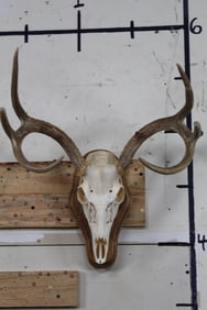 6-Point WHITETAIL DEER Skull on a Wooden Plaque