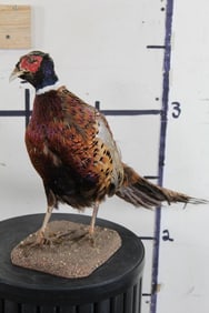 Life-sized PHEASANT on a Base