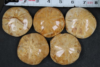 5 SEA URCHIN Fossils (ONE$)