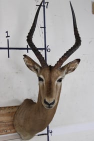 IMPALA Shoulder Mount
