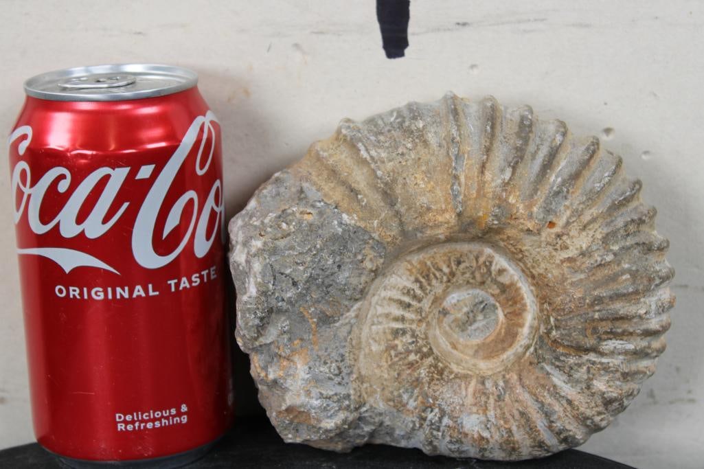 AMMONITE Fossil from Madagascar (1 of 7)