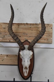 IMPALA Skull on a Wooden Plaque