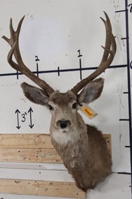 9-Point MULE DEER Shoulder Mount