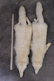 2 ARCTIC FOX Pelts/Hides/Furs (ONE$)