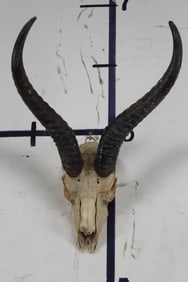 SPRINGBOK Skull with a Wire Hanger