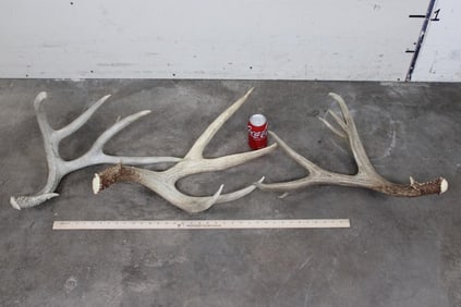 3 Big MULE DEER Sheds (ONE$)