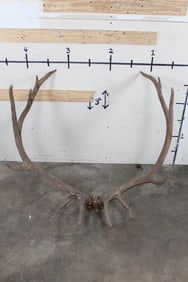 Big Set of 13-Point ELK Antlers on a Skull Cap