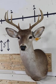 9-Point WHITETAIL DEER Shoulder Mount